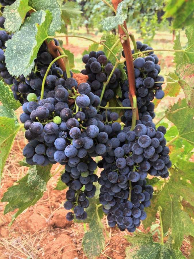 Fishing for Cabernet